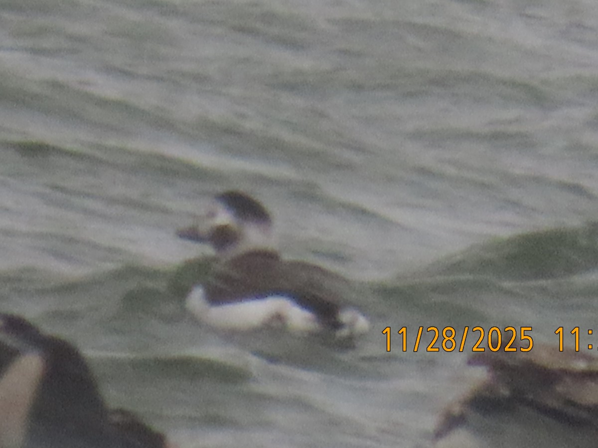 Long-tailed Duck - ML645998736