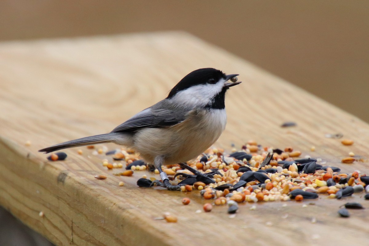 Каролинская гаичка - ML645998737