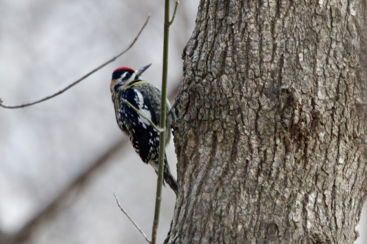 Gelbbauch-Saftlecker - ML645998738