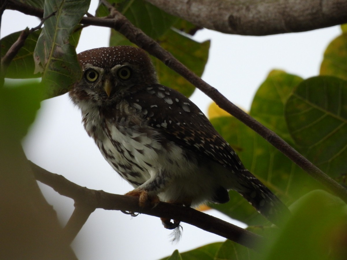 kulíšek perlový - ML645998745