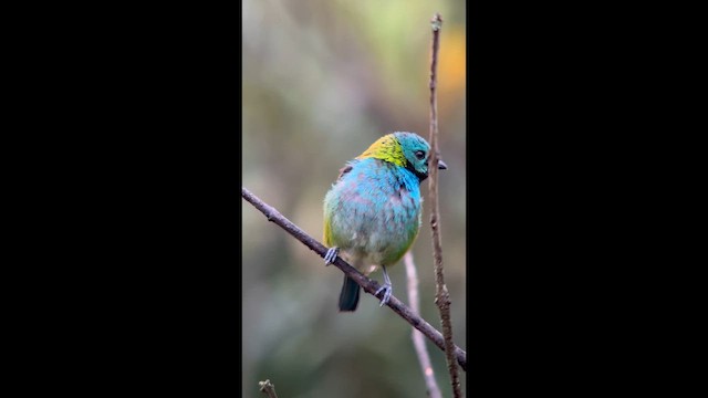 Зеленоголовая танагра - ML645998746