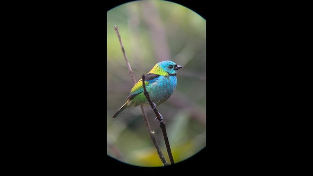 Зеленоголовая танагра - ML645998747