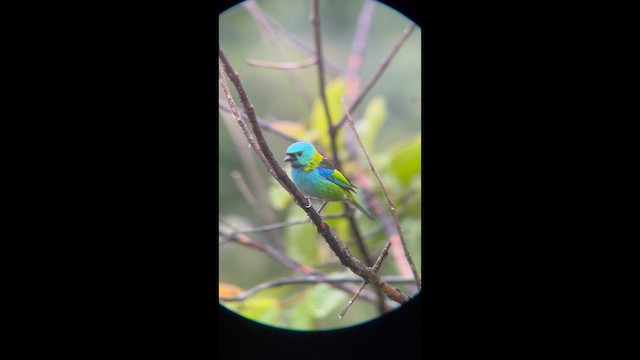 Зеленоголовая танагра - ML645998748