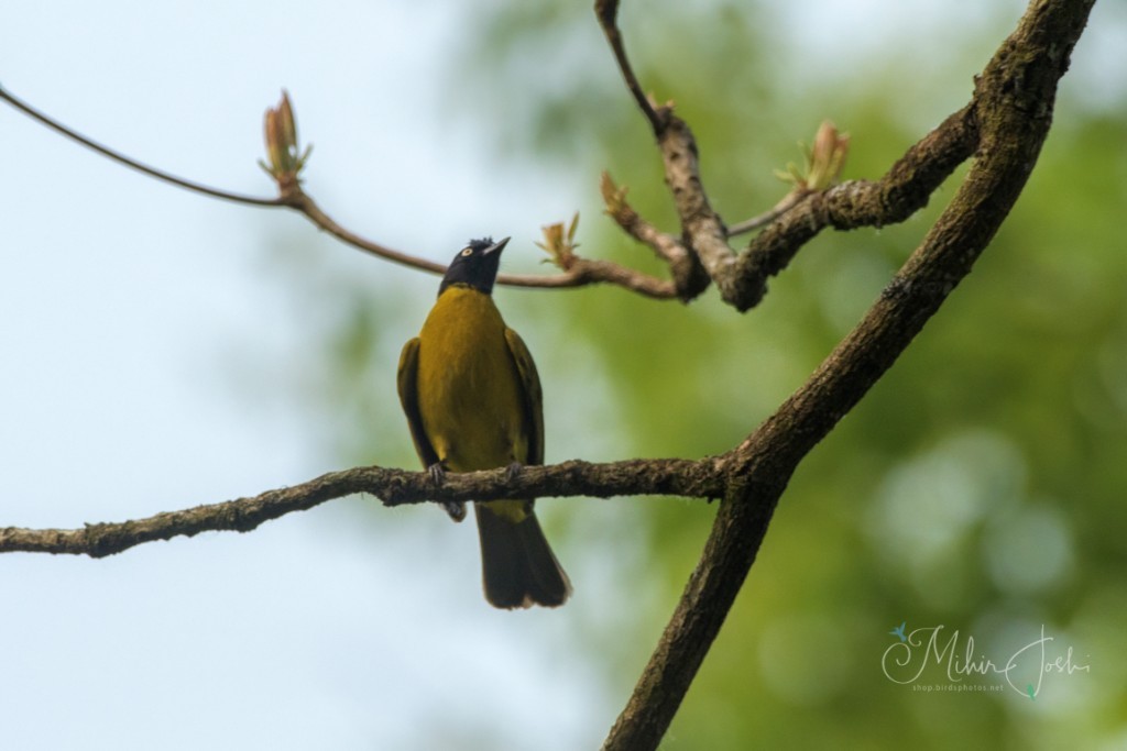 Black-crested Bulbul - ML645998749