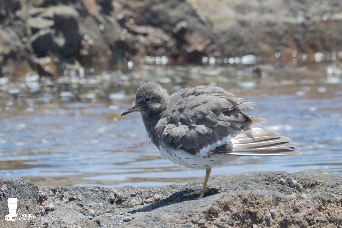 Surfbird - ML645998750