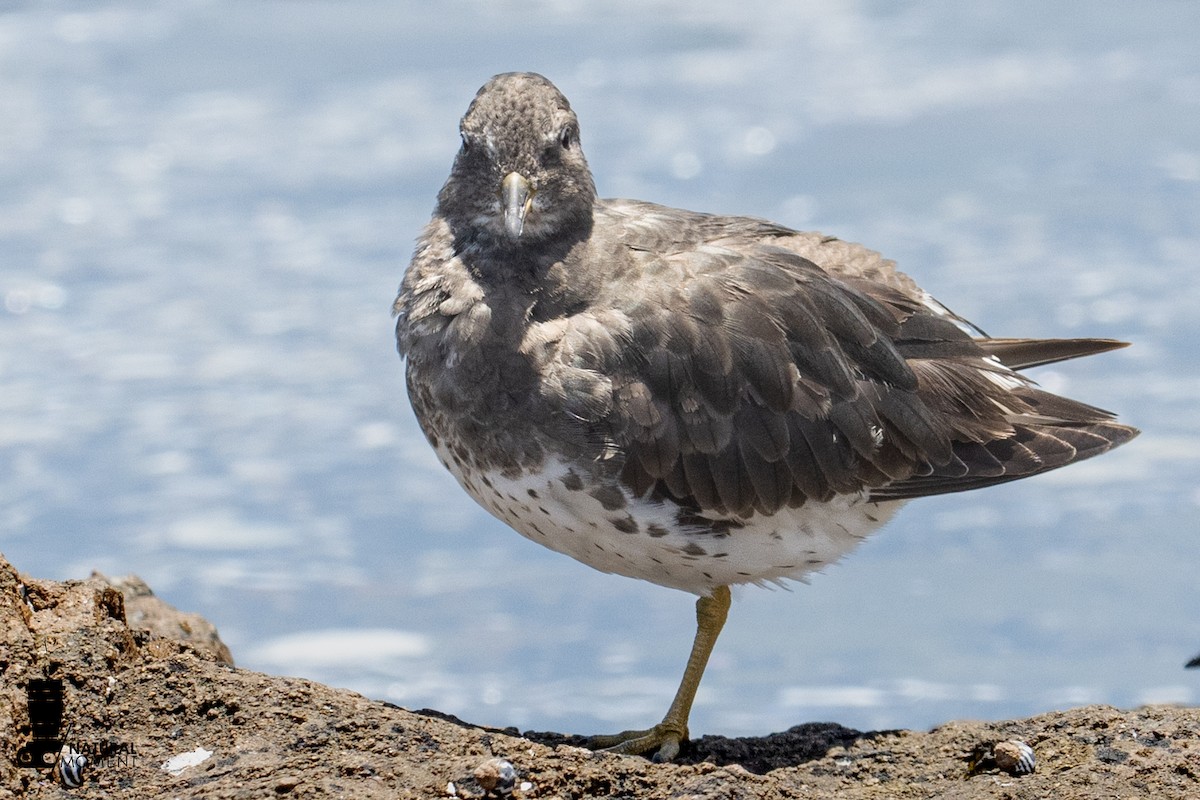 Surfbird - ML645998751