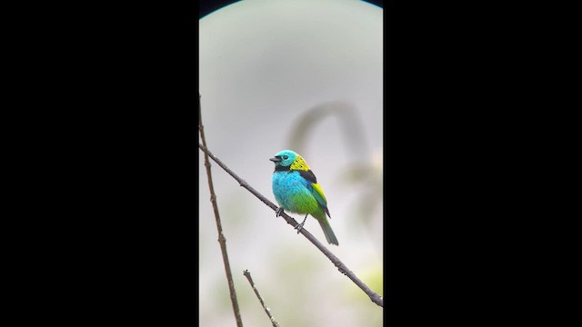 Зеленоголовая танагра - ML645998752