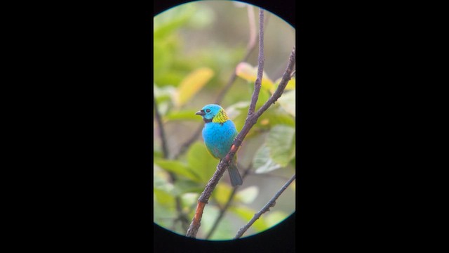 Зеленоголовая танагра - ML645998753