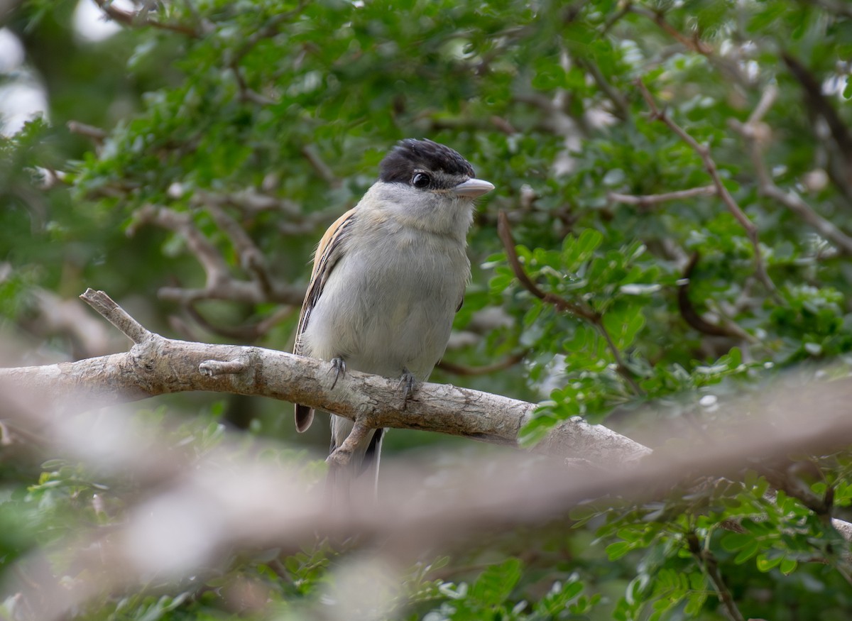 Gray-collared Becard - ML645998755