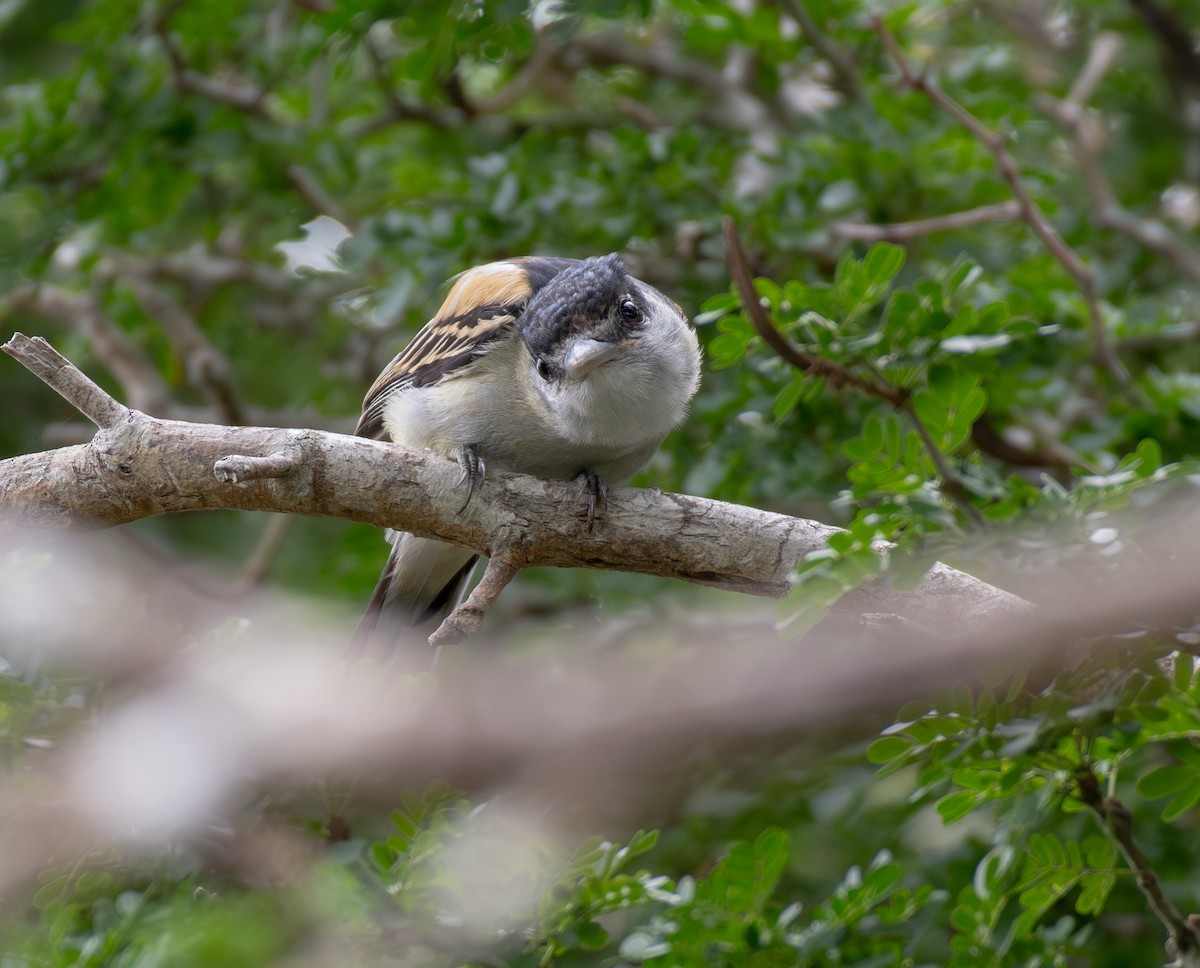Gray-collared Becard - ML645998756