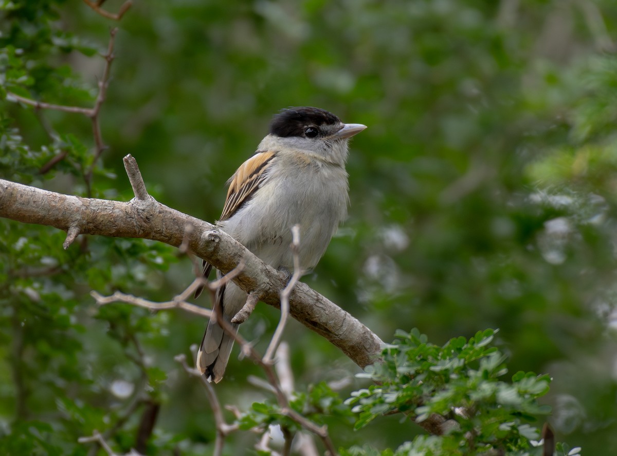 Gray-collared Becard - ML645998759