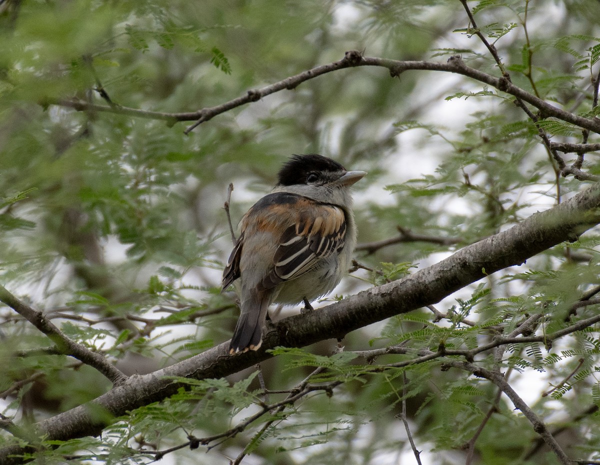 Gray-collared Becard - ML645998760