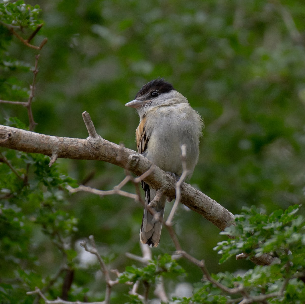 Gray-collared Becard - ML645998761