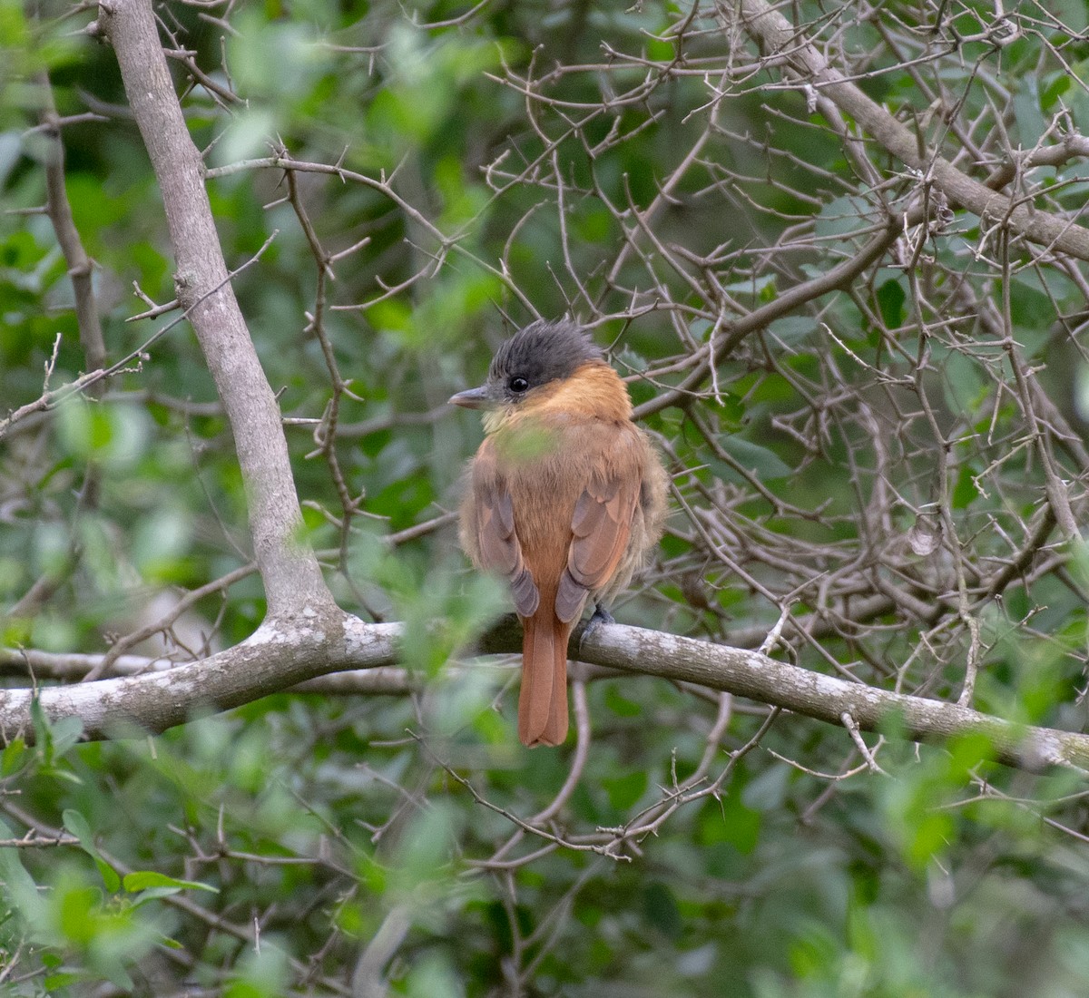 Rose-throated Becard - ML645998764