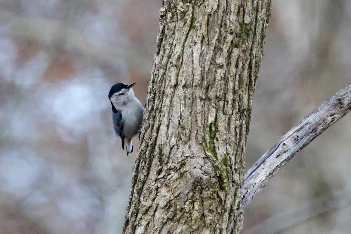 White-breasted Nuthatch - ML645998765
