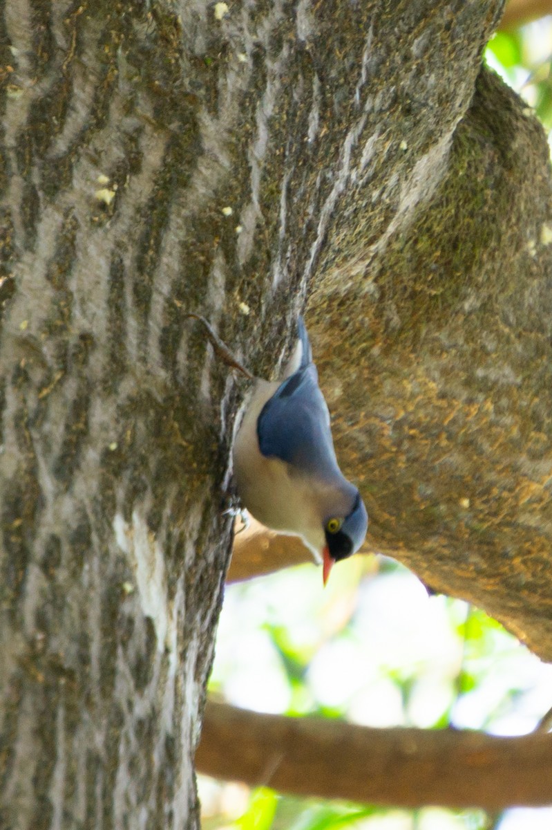 Velvet-fronted Nuthatch - ML645998766