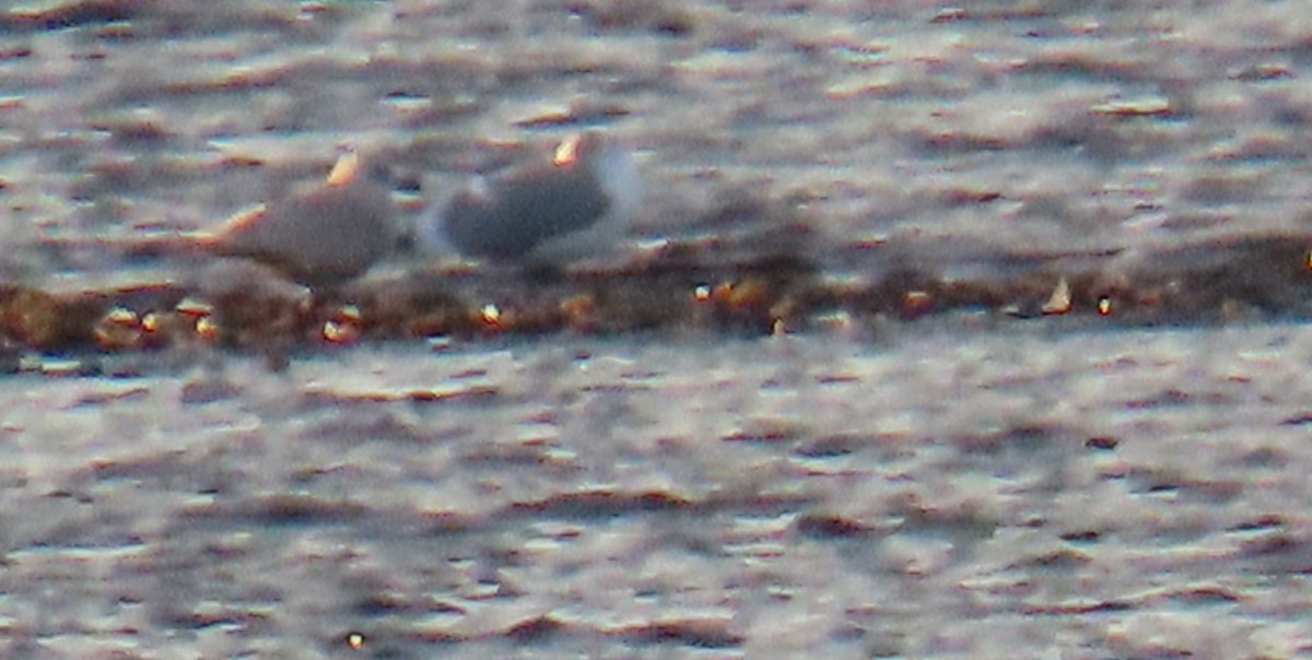 Kaio hegalzuria - ML645998769