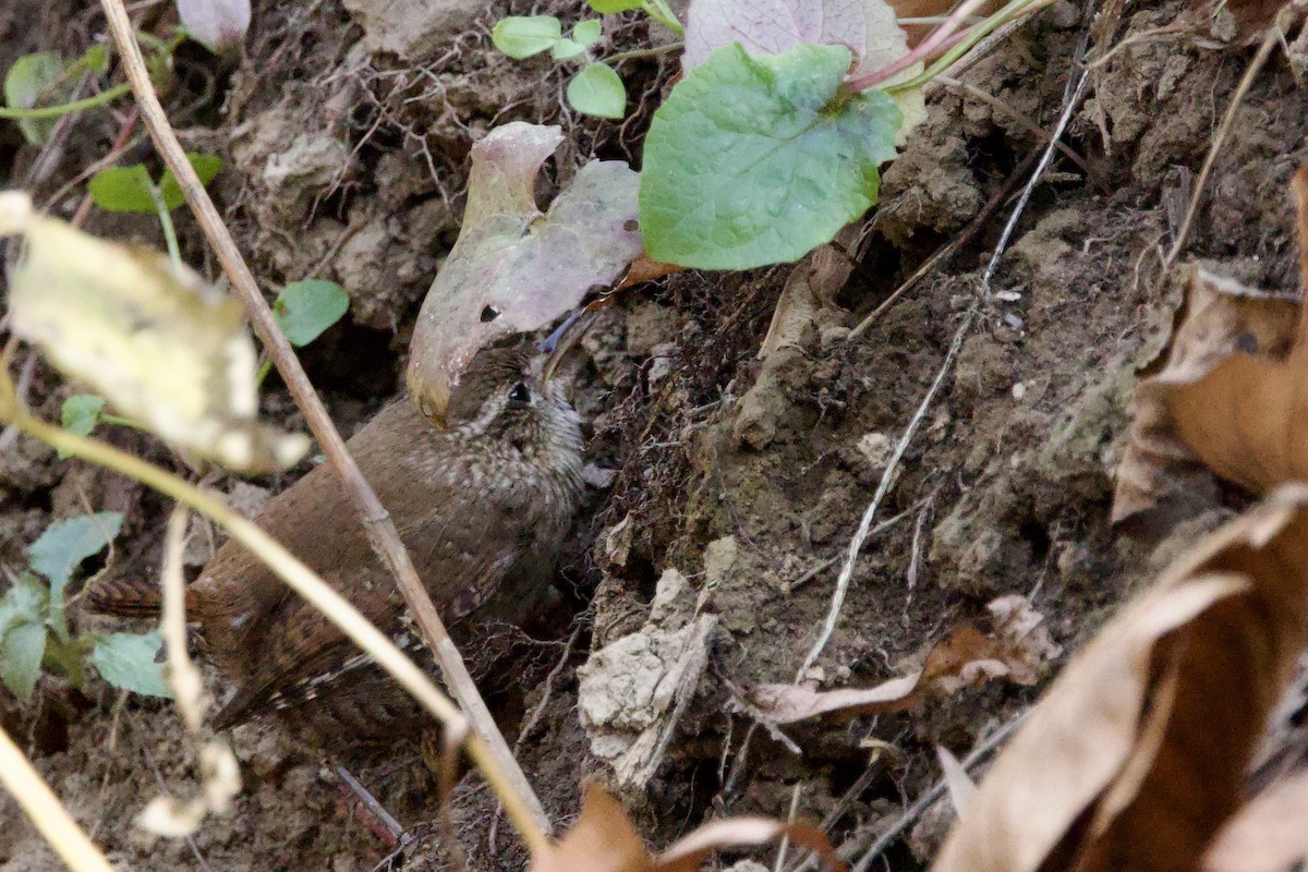 フユミソサザイ - ML645998773