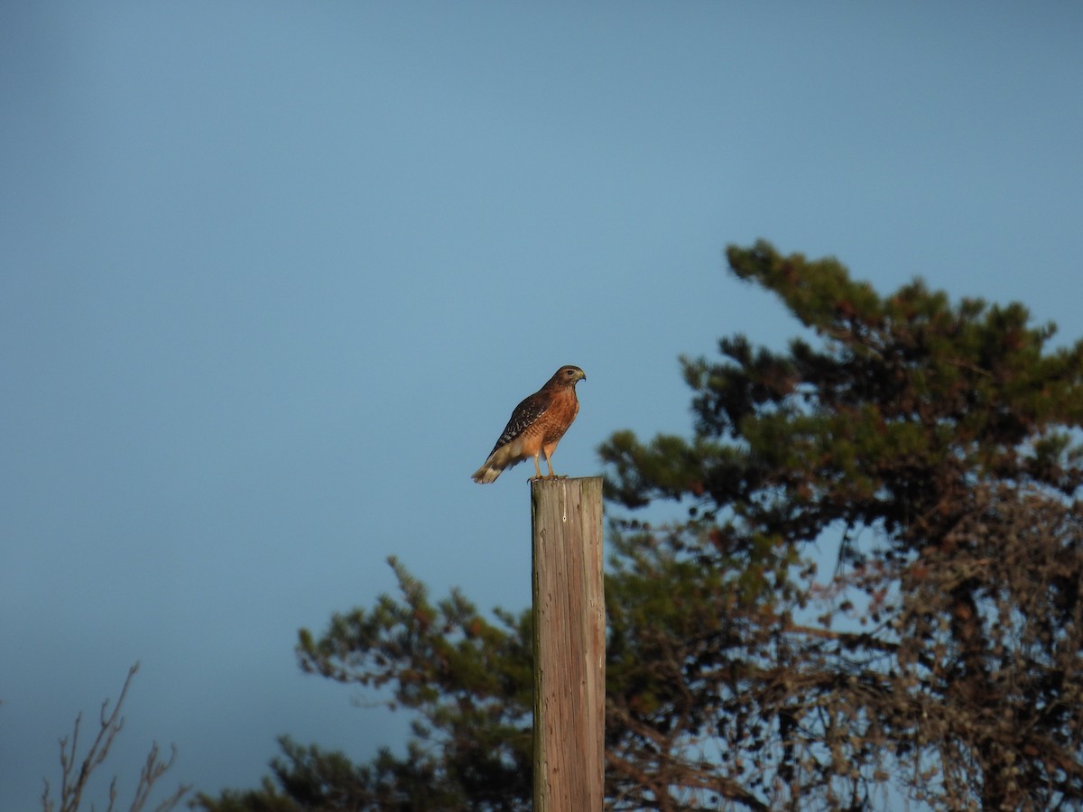 Red-shouldered Hawk - ML645998774