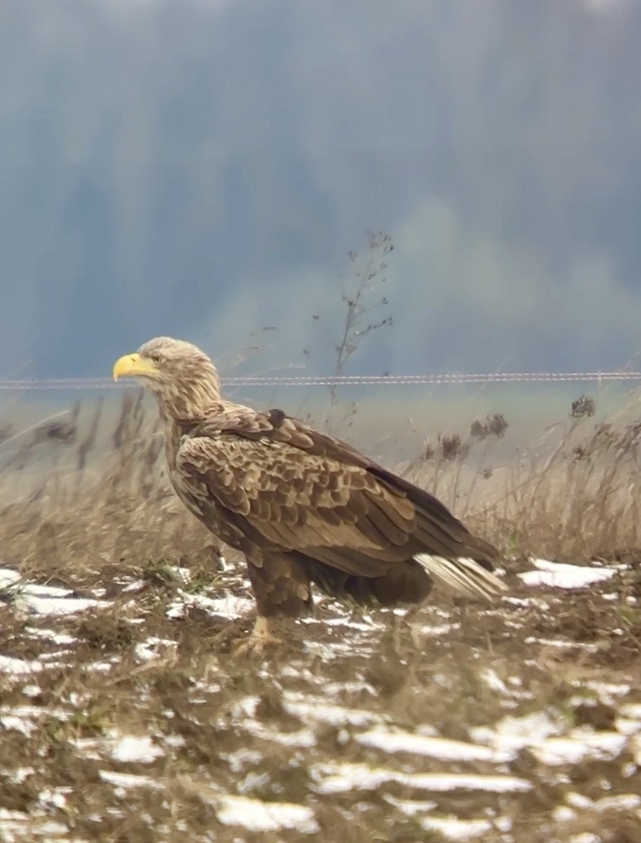 White-tailed Eagle - ML645998775