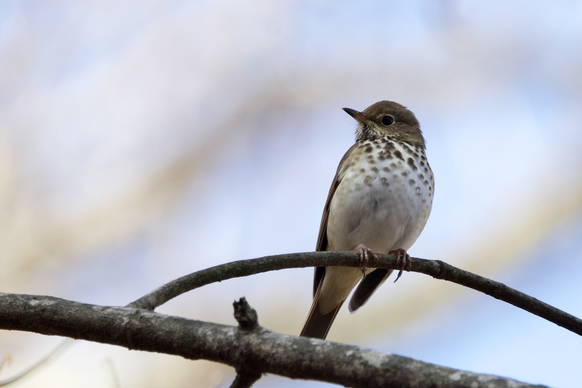 Hermit Thrush - ML645998780