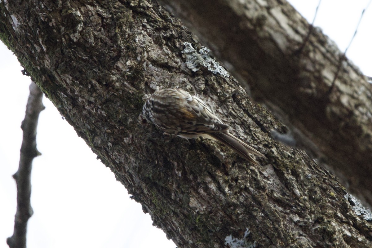 Brown Creeper - ML645998784