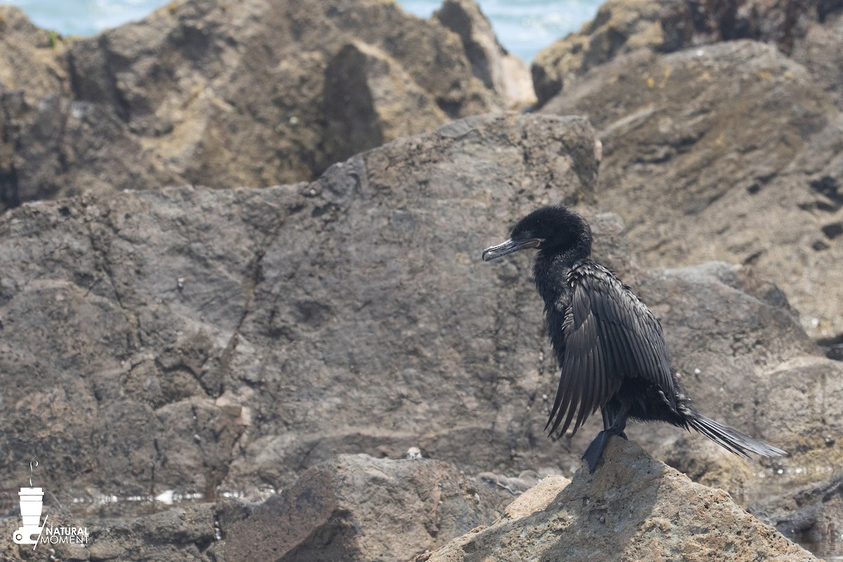 Neotropic Cormorant - ML645998791