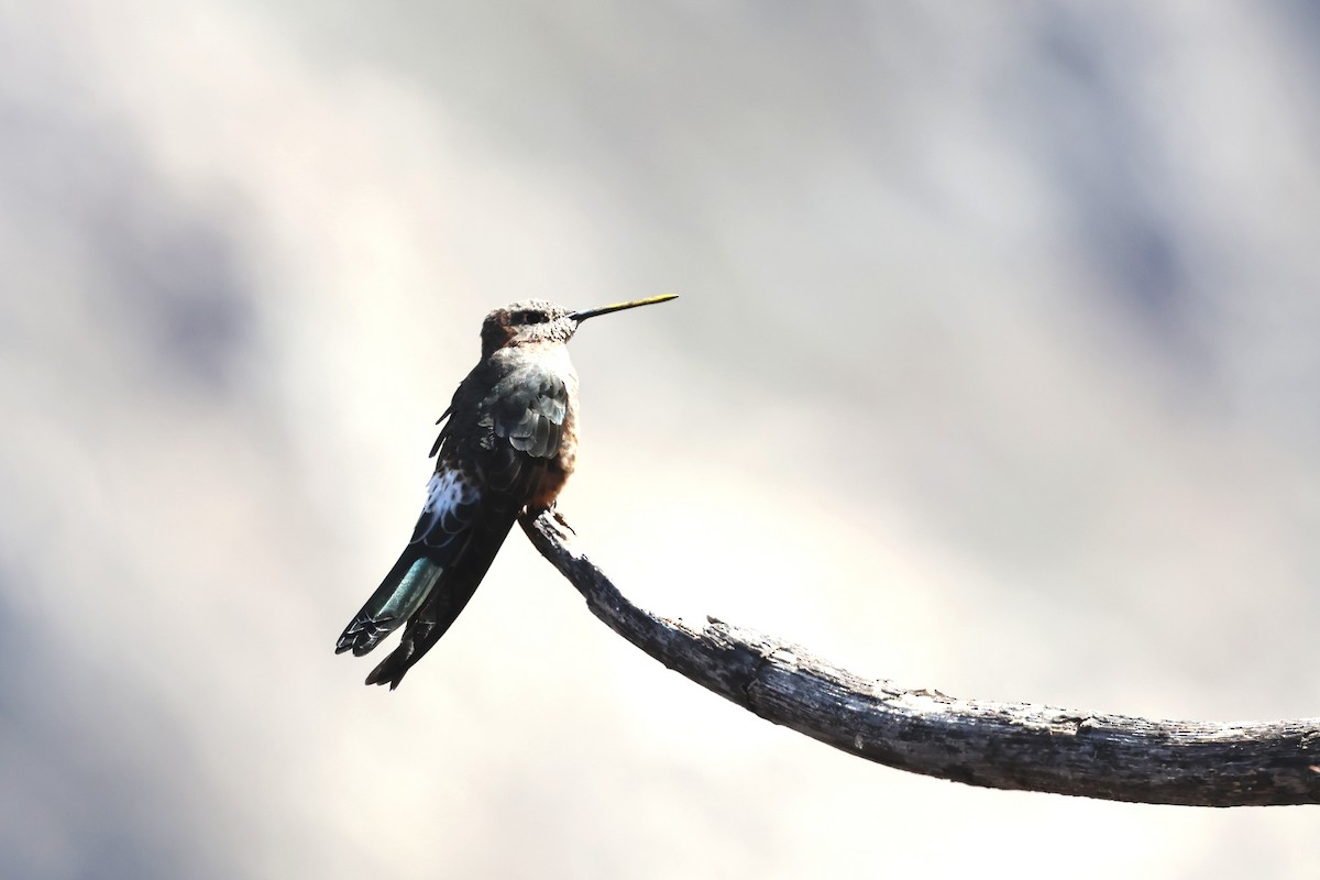 kjempekolibri - ML645998797