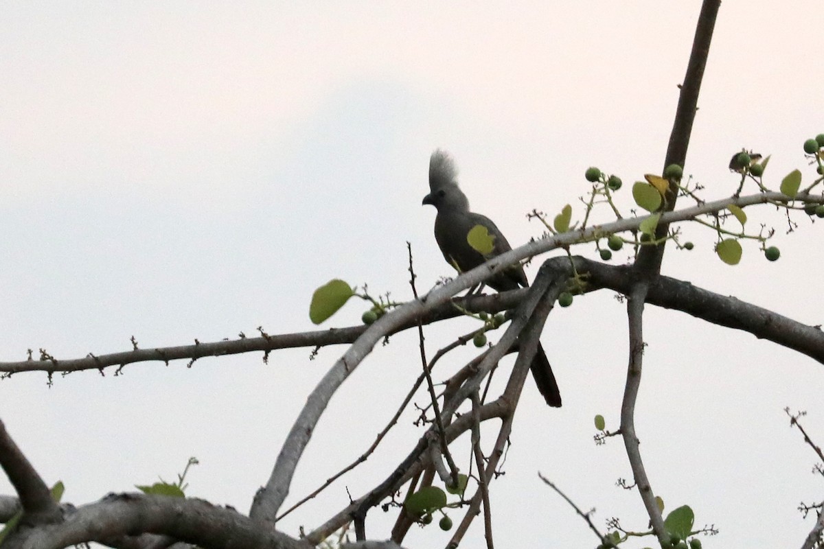 Gray Go-away-bird - ML645998799