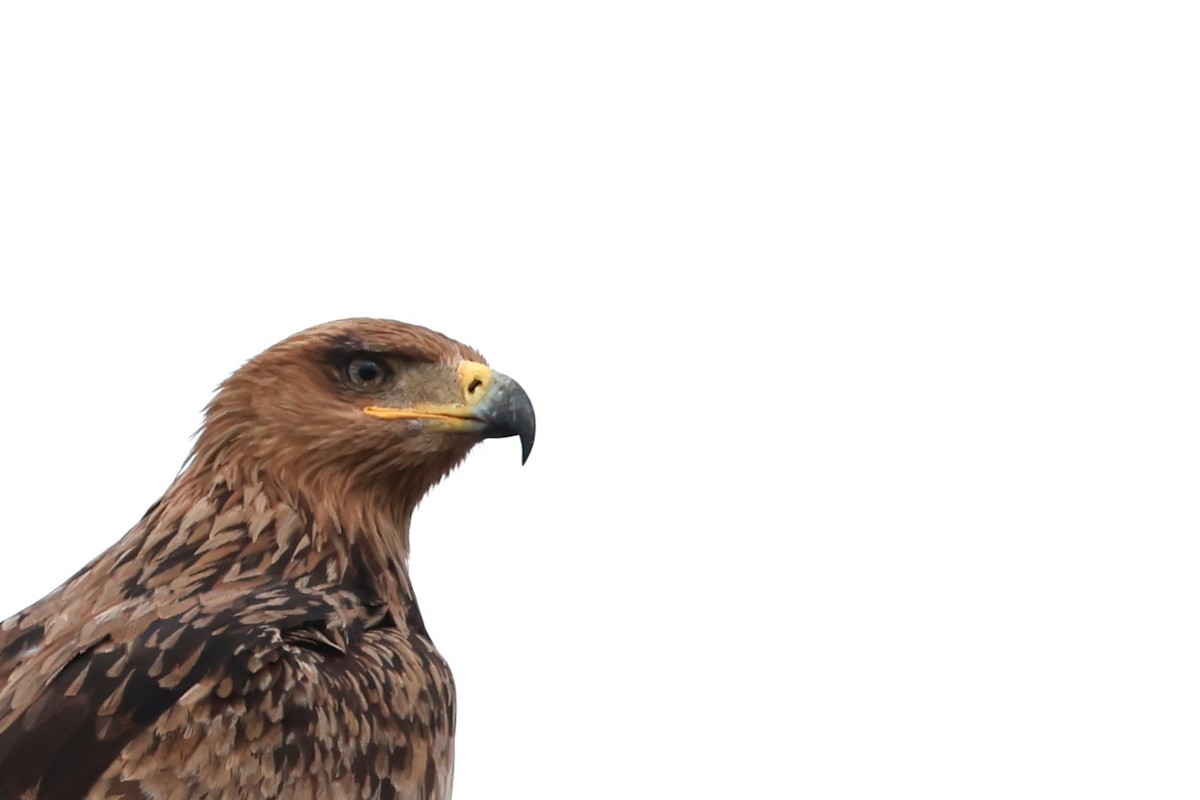 savanneørn - ML645998800