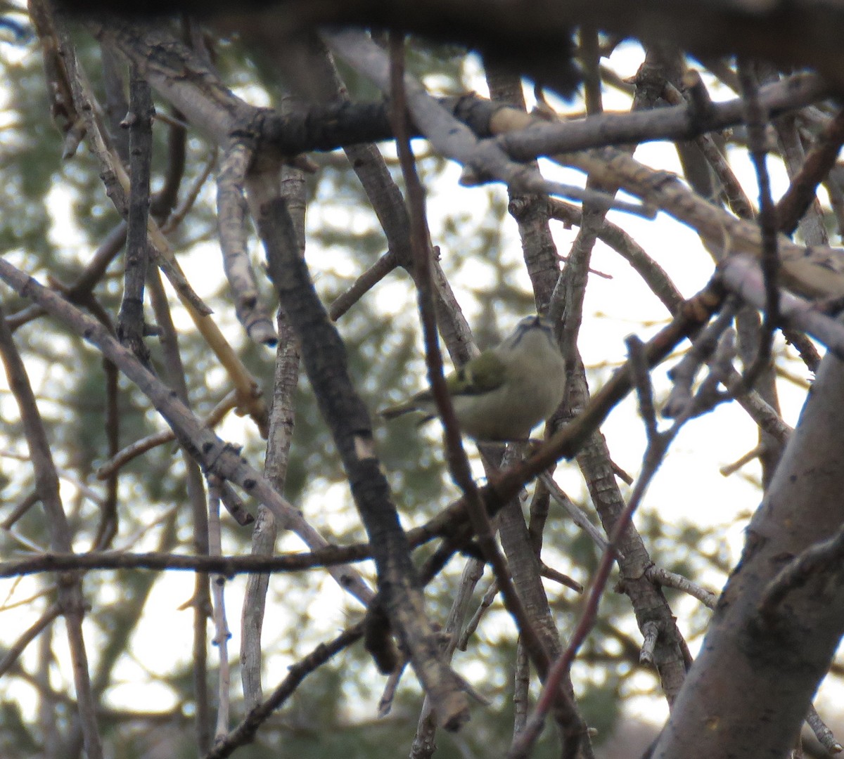 Golden-crowned Kinglet - ML645998802