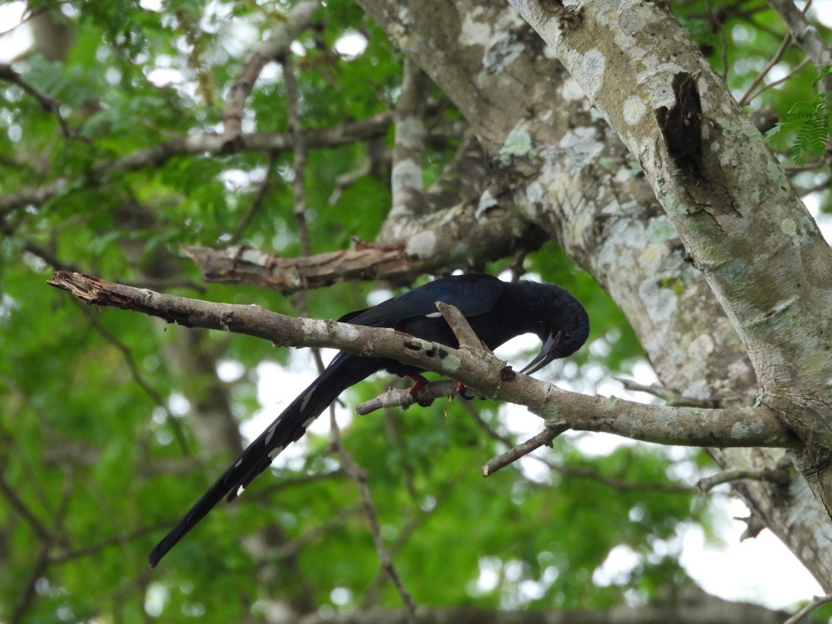 Green Woodhoopoe - ML645998803