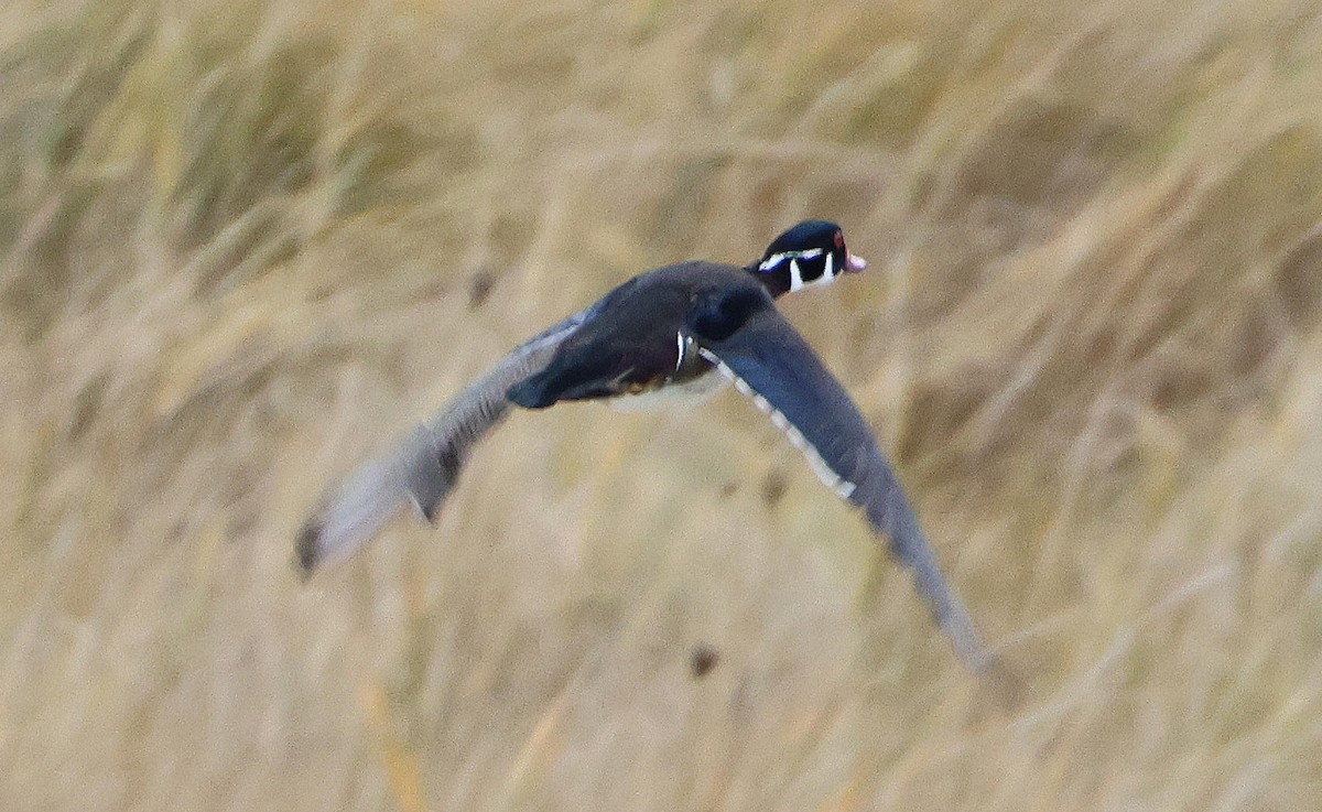Wood Duck - ML645998807