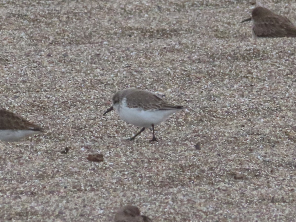 Western Sandpiper - ML645998816