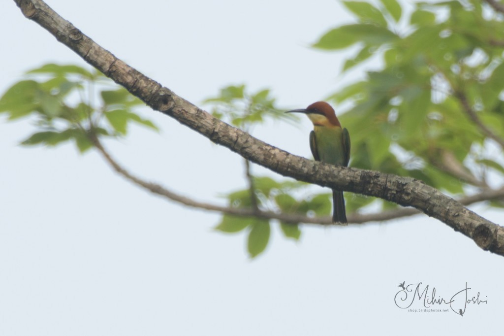 vlha hnědohlavá - ML645998824