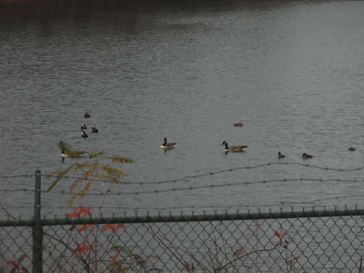 Hooded Merganser - ML645998831