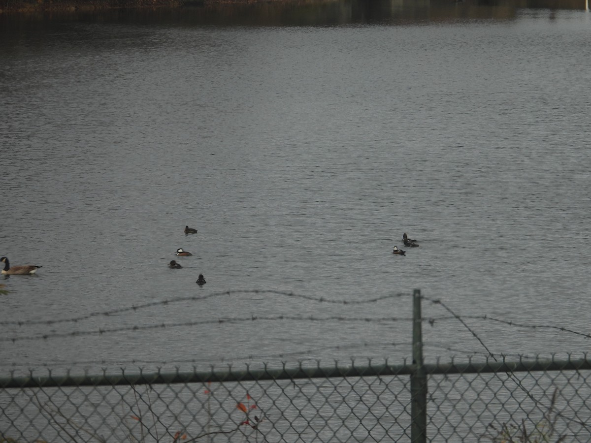 Hooded Merganser - ML645998832