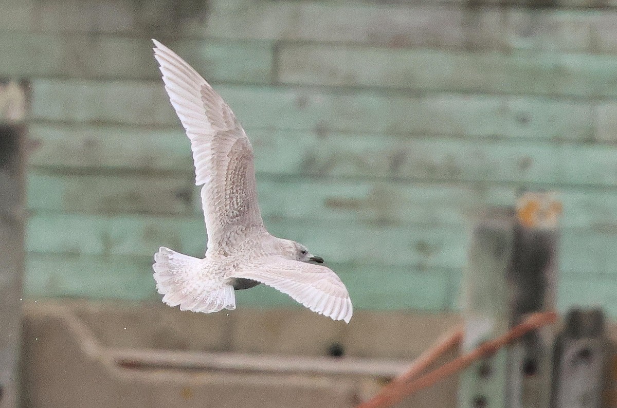 Kaio hegalzuria - ML645998835