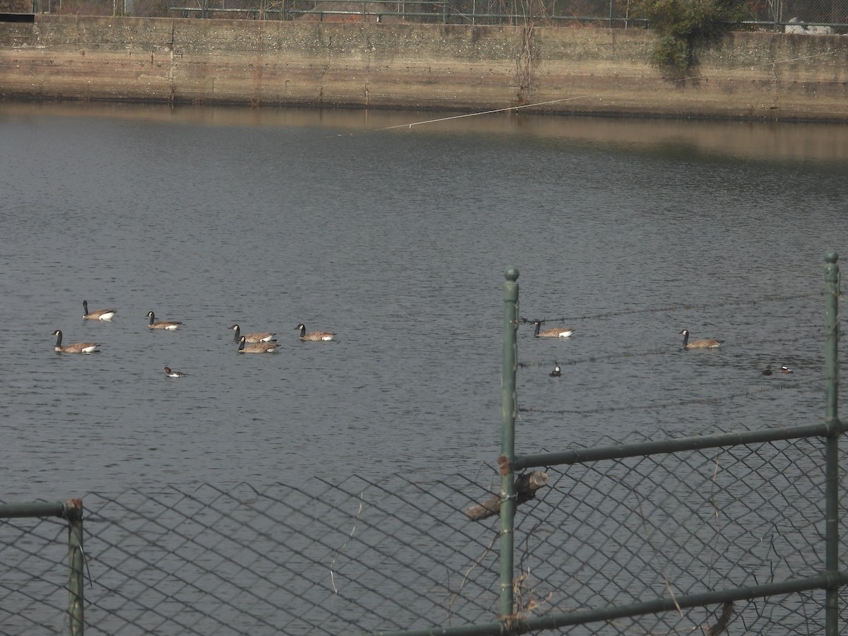 Canada Goose - ML645998840