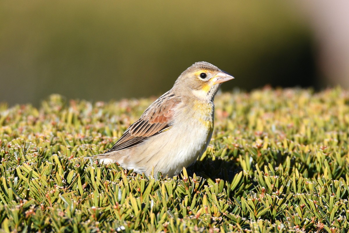Dickcissel - ML645998841