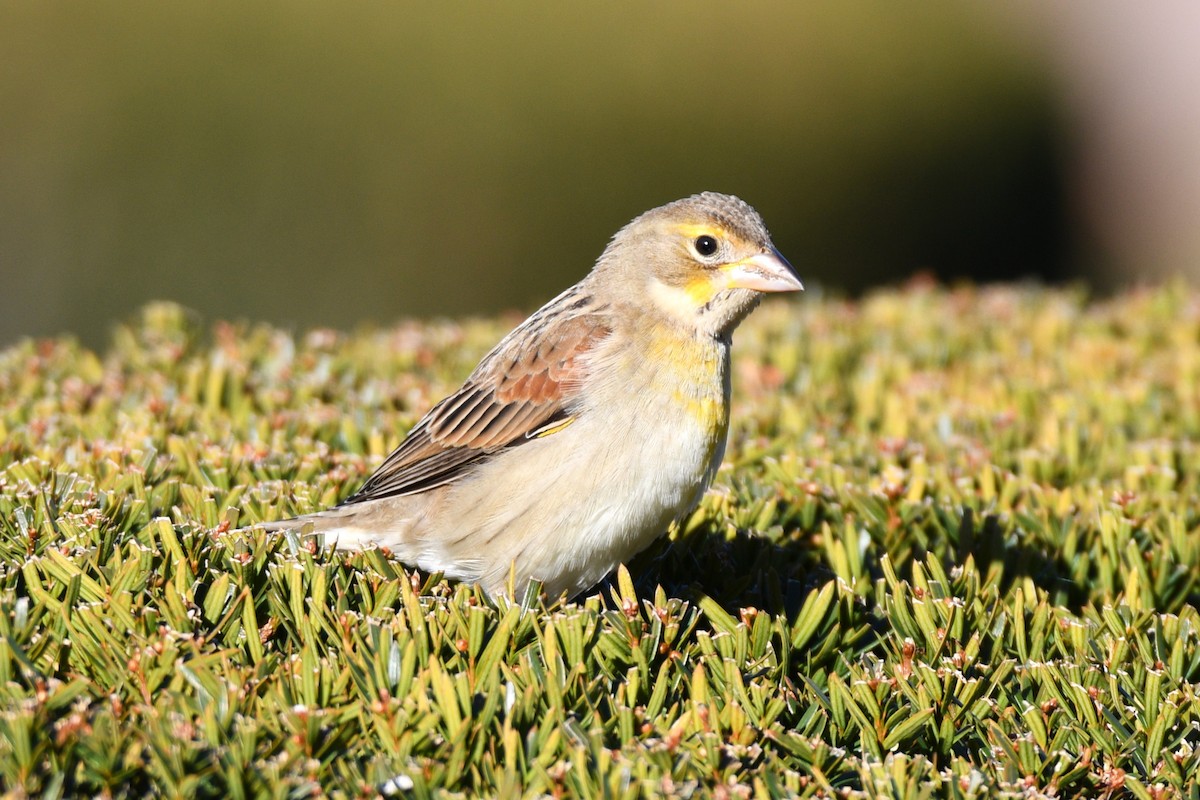 Dickcissel - ML645998842