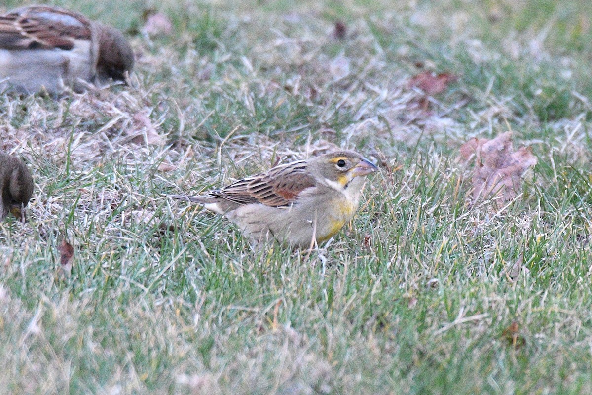 Dickcissel - ML645998843