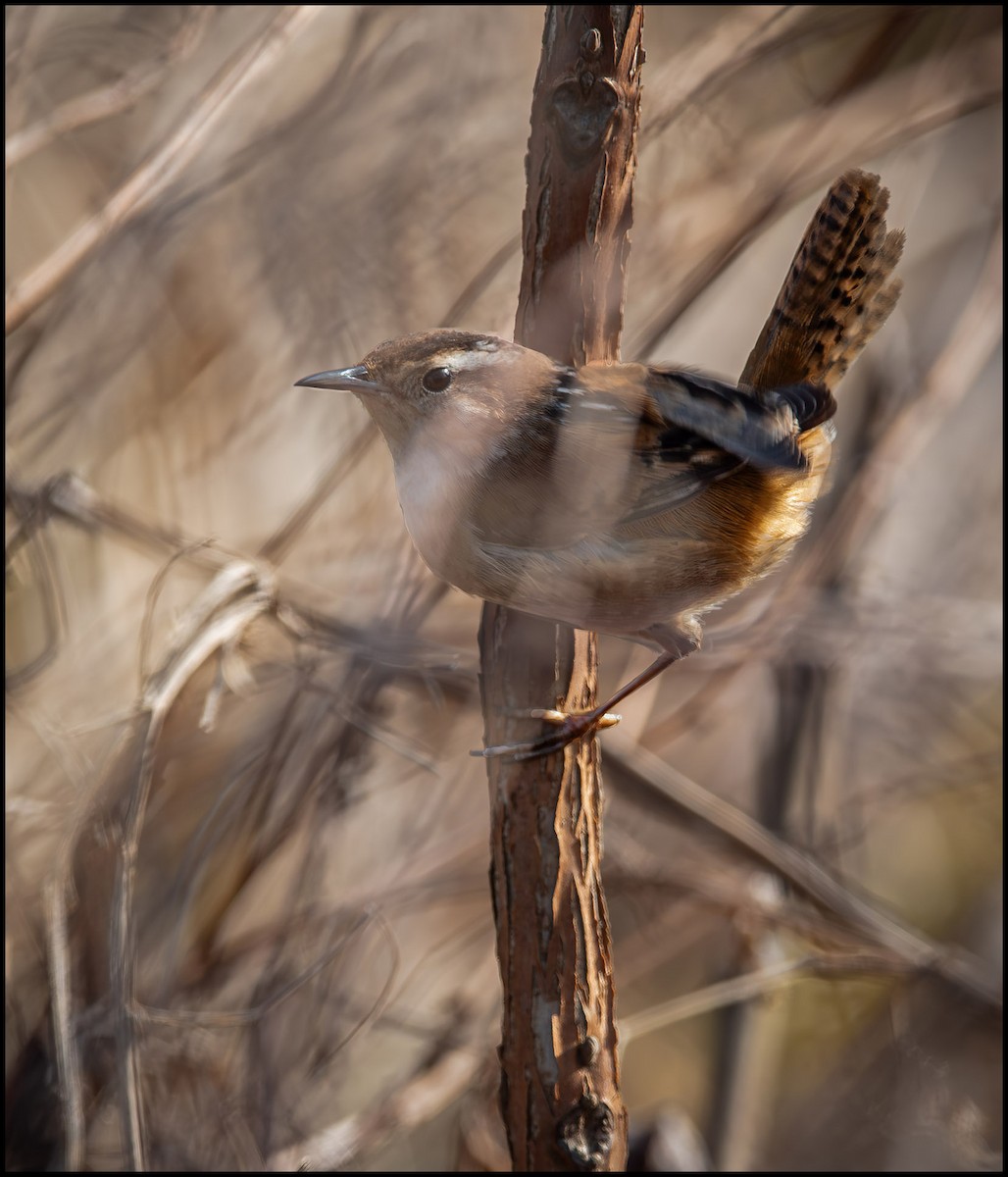 Marsh Wren - ML645998845