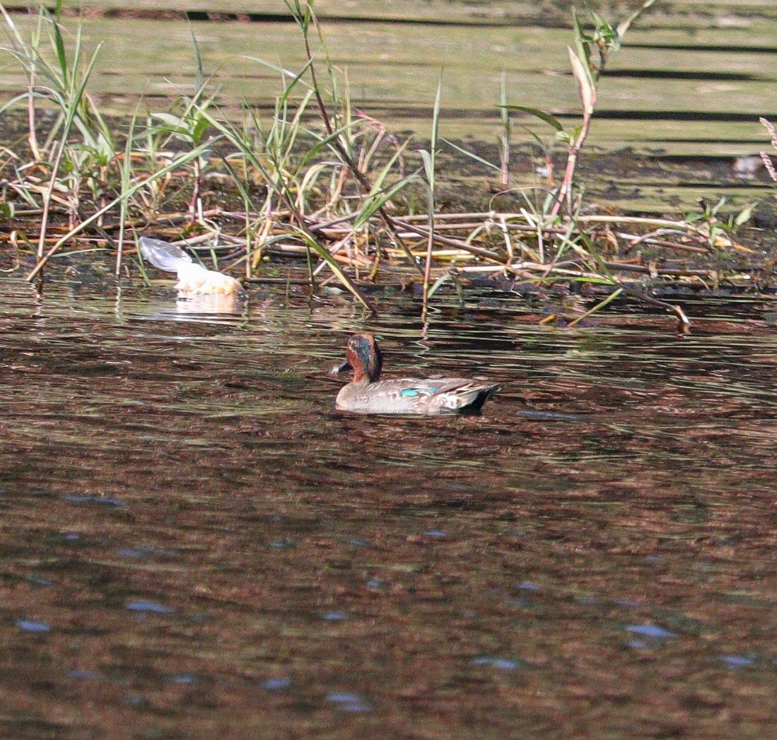 Green-winged Teal - ML645998848