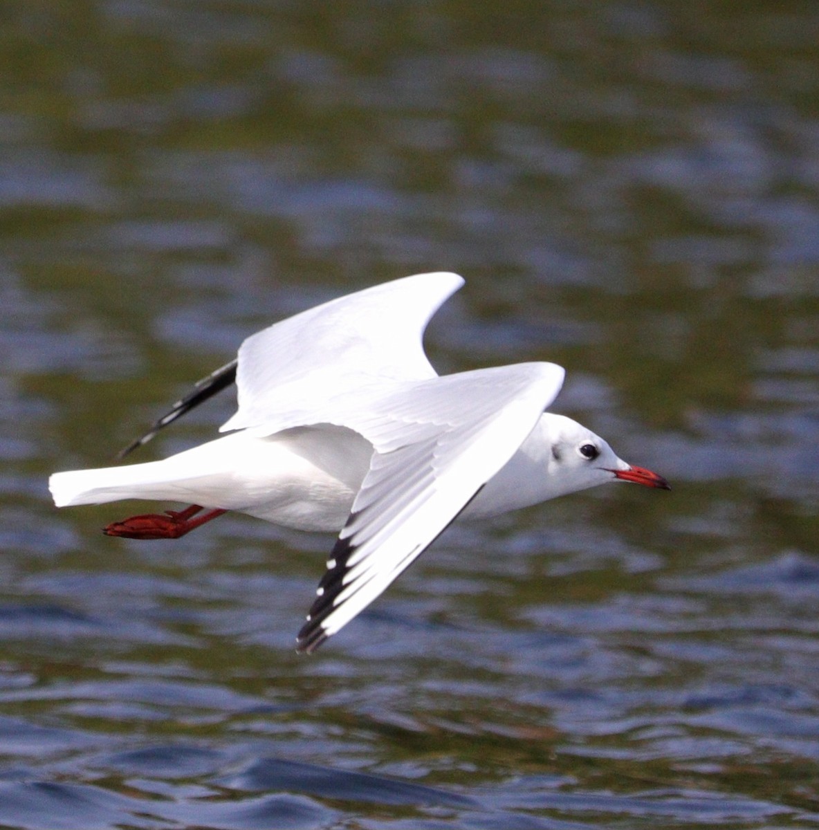 Black-headed Gull - ML645998854