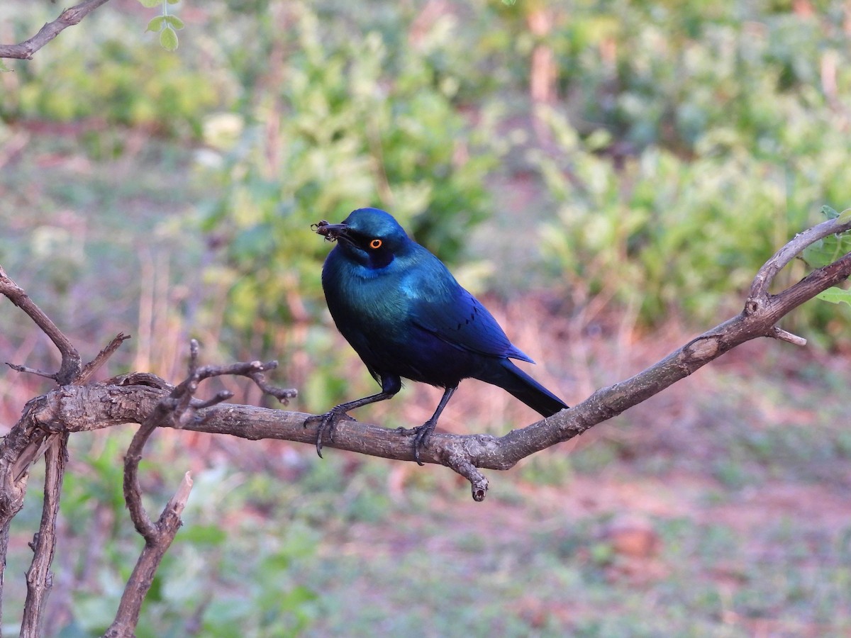 Greater Blue-eared Starling - ML645998858
