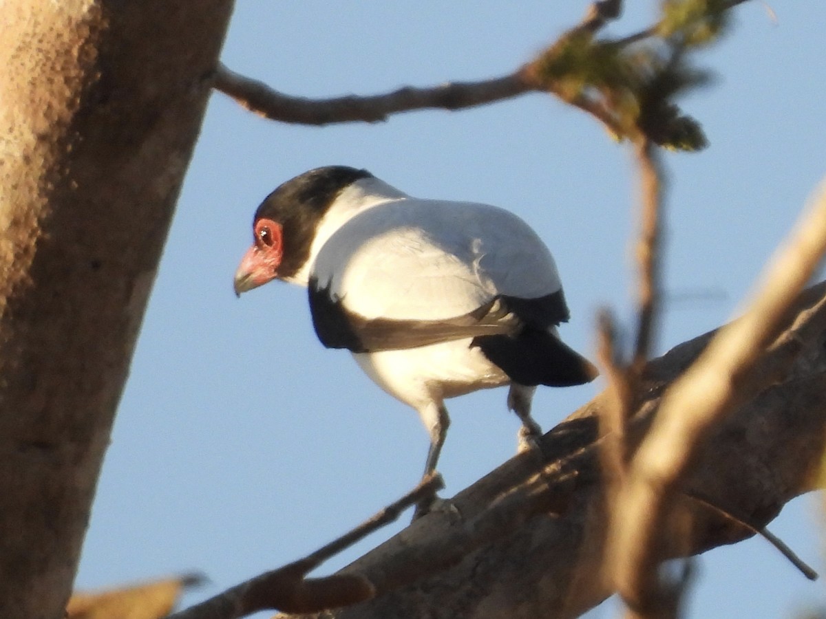 Black-tailed Tityra - ML645998874