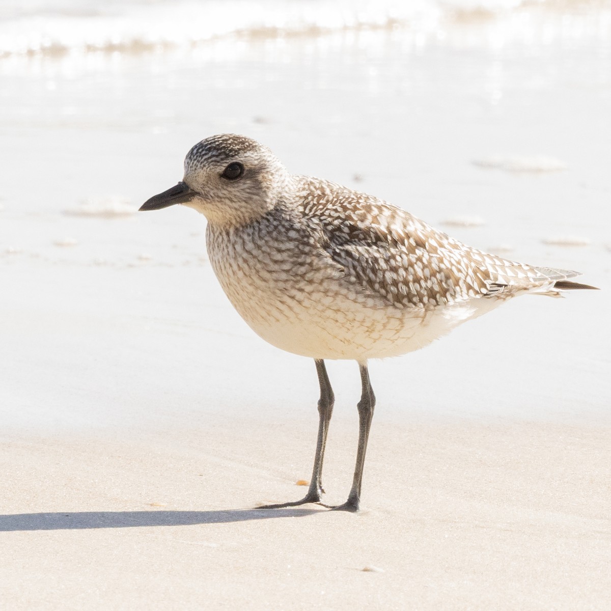 Black-bellied Plover - ML645998875