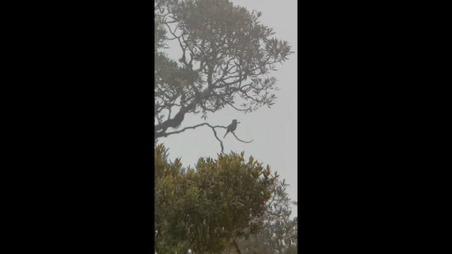 Серокрылая котинга - ML645998879