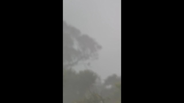 Серокрылая котинга - ML645998880